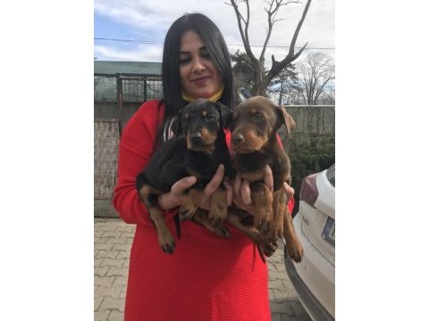 Üst kalite doberman yavrularım