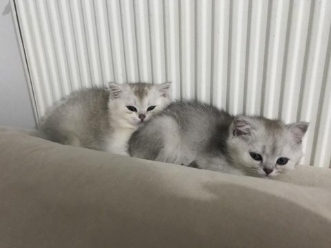 Güzeller güzeli british shorthair yavrular