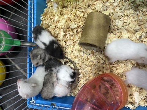 Bebek hamsterlar