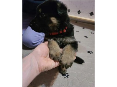 Orjinal alman kurdu köpeğimiz