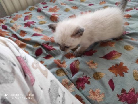 Kedimiz maviş hanım yeni yuvasını arıyor