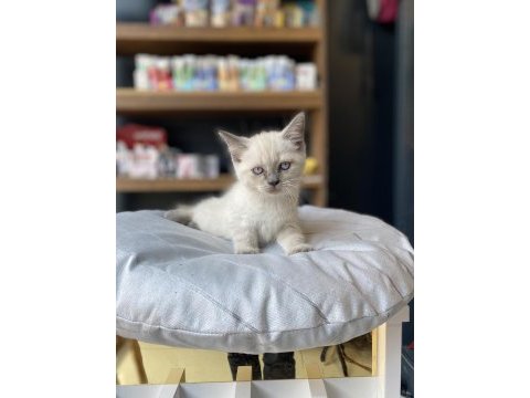 Uygunu ve güzeli olsun diyenlere british shorthair