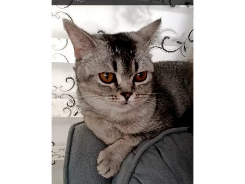 British shorthair ingiliz 14 aylık