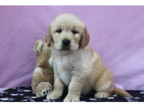 Golden bebekler kapınıza kadar teslim ediyoruz