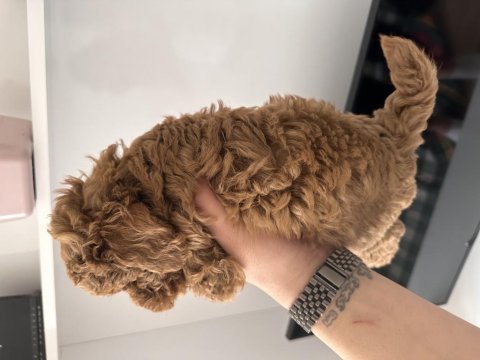 Orjinal red poodle