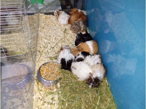 Yavru ginepig