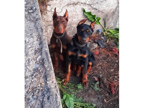 Efsane doberman yavrular