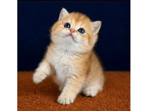 Show kalite british shorthair golden bebekler