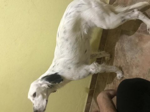 6 aylık dişi english setter aşıları tam
