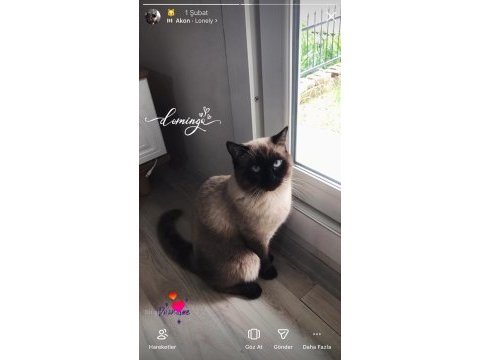 Mavi gözlü kedimiz pofi