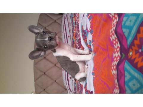 Hayatınıza sevgi katın french bulldog