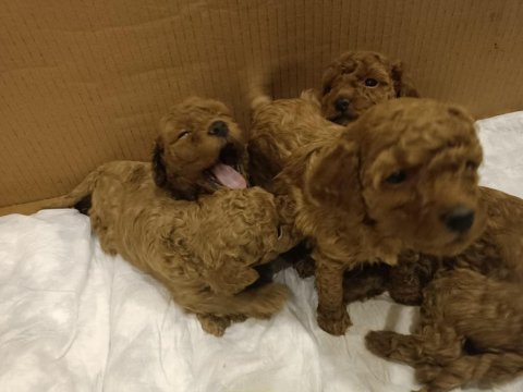 Poodle yavrucuklar