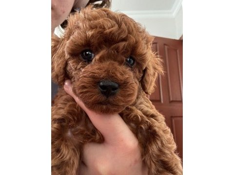 Mikro çip takılıp verilecek poodle