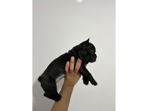 Üst kalite french bulldog bebekler