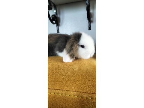 Sevimli yavrucak tavşan