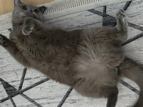 Luna 4 yaşında dişi kısır kedimiz