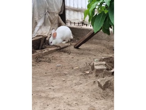Erkek küçük renk cücesi tavşan