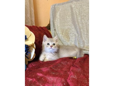 Sütten kesilen safkan british longhair bebekler