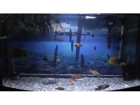 Mücevher cichlid