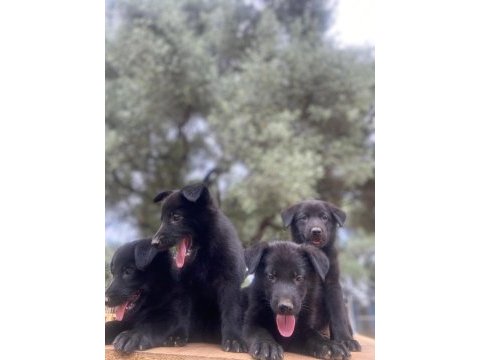 Solid black alman kurdu yavrular