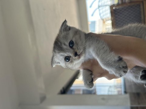 British shorthair yavrularıma yuva arıyorum