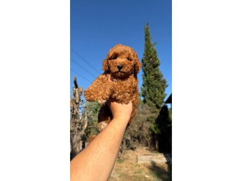 Toypoodle bebekler 