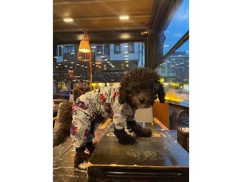 Toy poodle 2.5 aylık uslu komutlu aşılı