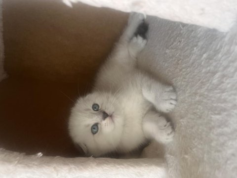 Scottish fold ve straight yavrularım