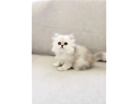 Safkan chinchilla silver prens