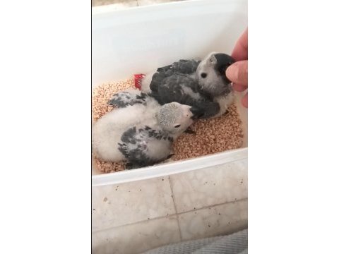Jako papağanı yavrularımız yeni ailelerine gitmeye hazır