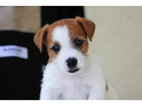Fcı şecereli, kayıtlı, şampiyon soydan jack russell