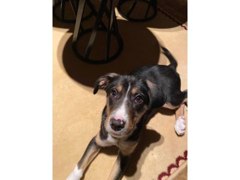 Yaklaşık 2 aylık dişi köpeğimize kalıcı yuva arıyoruz