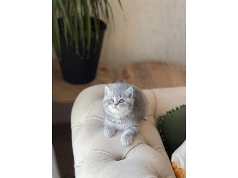 Ayı surat british shorthair yavrum
