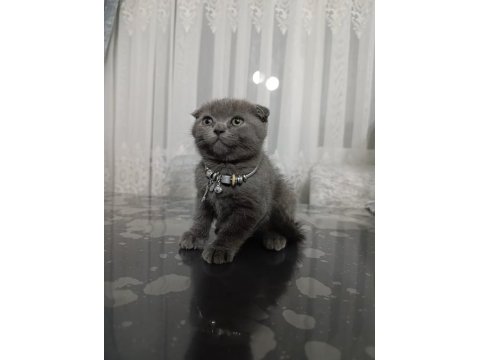 2 aylık scottish fold dişi yavru