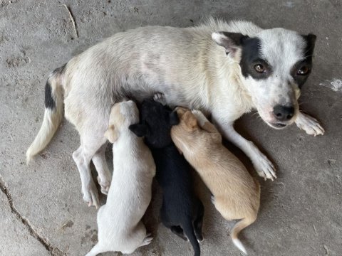 Minik yavru köpeğim