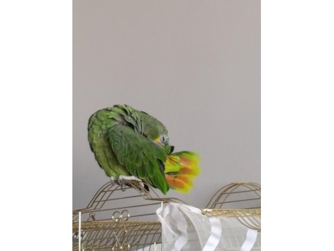 Amazon papağanımız