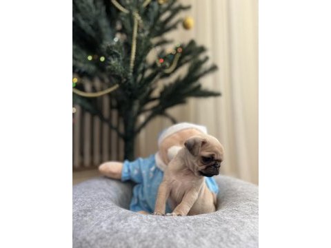 Pug yavru köpeklerim