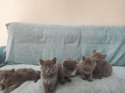 Mama ve tuvalete eğitimi tamam british bebişler
