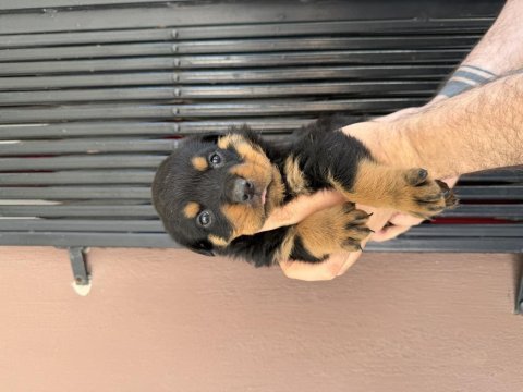 Rottweiler ırk ve sağlık garantisini belgeli veriyorum