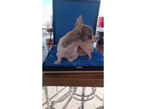 12 aylık erkek chihuahua cipli full asli karneli