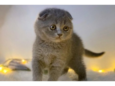 Scottish fold 2 aylık