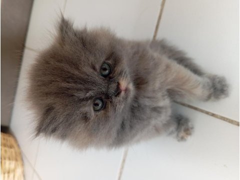 British longhair lilak anne scottish baba çikolata