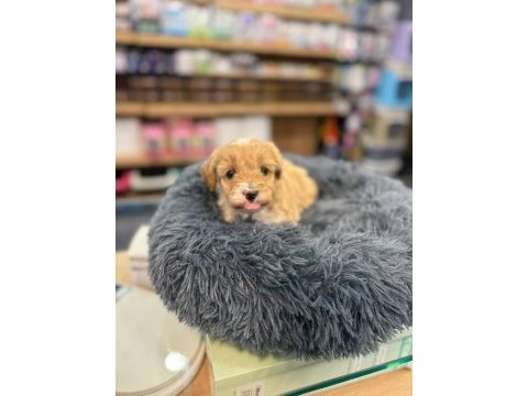 Orj babyface maltipoo köpekler