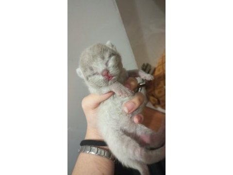 Adana scottish fold 15 günlük