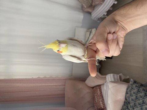 Erkek yavru sultan papağanı