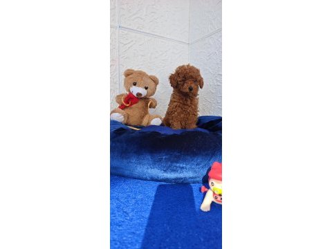 Tarım bakanlığı onaylı a kalite toy poodle yavrular