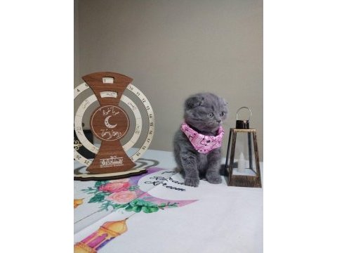 Dişi erkek british shorthair mevcuttur