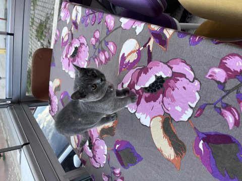 British shorthair çakıl kedim