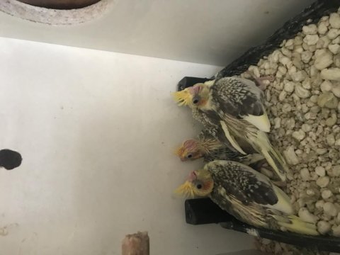 Yavru sultan papağanları