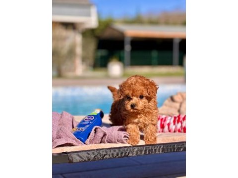 Tea cup poodle yavruları